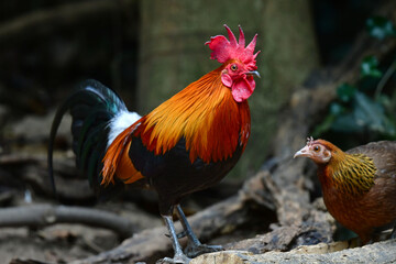 東南アジアの熱帯雨林で見られる美しいニワトリのような野鳥、セキショクヤケイ
