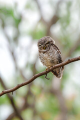タイなど、東南アジアの公園や森林で見られる水玉模様をした小さなフクロウの仲間、インドコキンメフクロウ