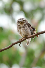 タイなど、東南アジアの公園や森林で見られる水玉模様をした小さなフクロウの仲間、インドコキンメフクロウ