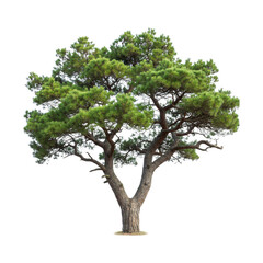 Transparent background a mature pine tree with a sturdy trunk and spreading branches, isolated on a transparent background, showcasing its natural form