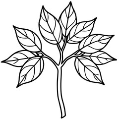 Sassafras line art vector