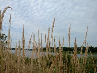 reeds on the beach