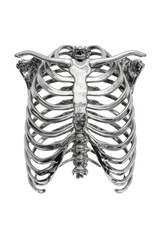 3D rendered human ribcage