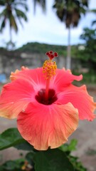 Tropical Flower Close-up (1)