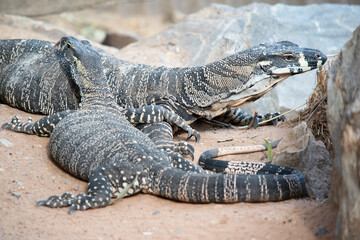 the two lizards are passing each other