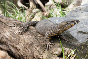 the lace lizard is on a log