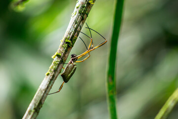 Araña verde del oriente ecuatoriano