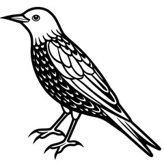 Starling line art vector