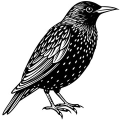 Starling line art vector