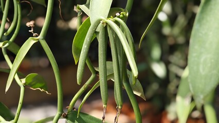 Green vanilla pods growing on a vanilla plant.