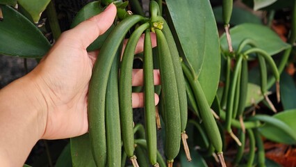 Hand holding green vanilla pods.
