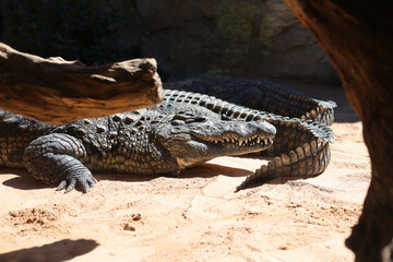 Crocodiles in an European open environment zoo.