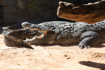 Crocodiles in an European open environment zoo.