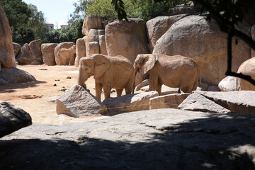 Elephants in an European open environment zoo.
