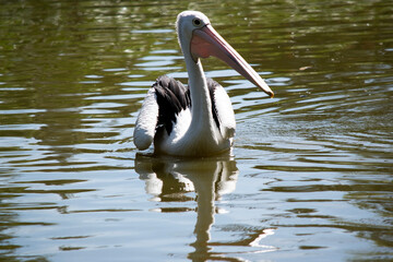 the pelican is swimming in a lake