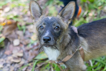 Small gray dog in harness looking sadly at camera, pet portrait emotional moment