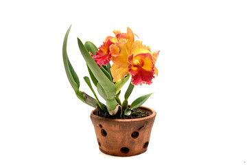 Close-up of Cattleya orchid flowers isolated on white