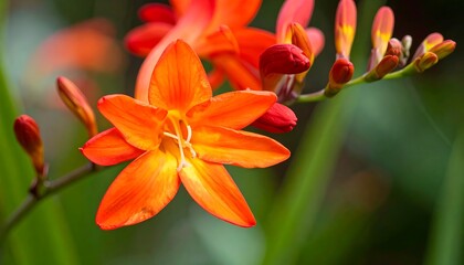 Obraz premium Vibrant orange flower blooming amidst lush green foliage in a serene garden setting