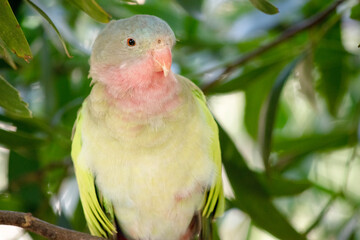 this is a close up of a princess Alexandras parrot