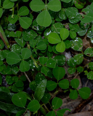 green leaves on the ground