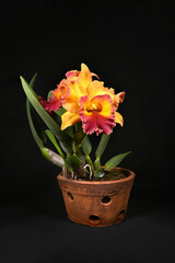 Close-up of blooming cattleya orchid flowers on a black background
