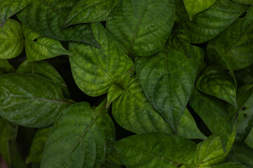 green leaves background