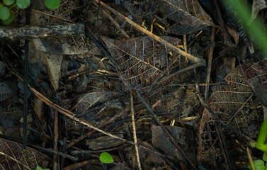Close-up of piled up and decomposing leaves.