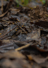 Close-up of piled up and decomposing leaves.