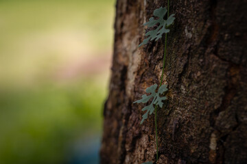 Close-up of vines climbing up a tree.