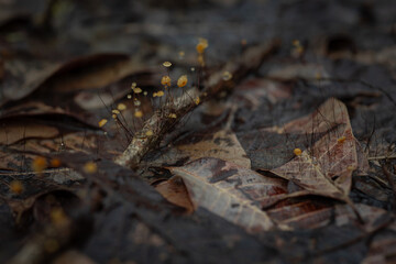 Close-up of tiny mushrooms formed from the accumulation of leaf litter.