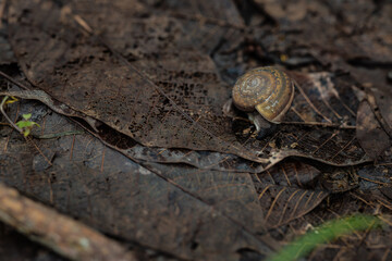 A small snail walks on the moist ground in the rainy season.