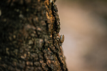 A small snail is slowly crawling up the tree.