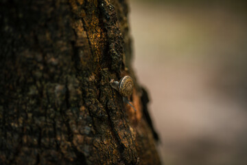 A small snail is slowly crawling up the tree.