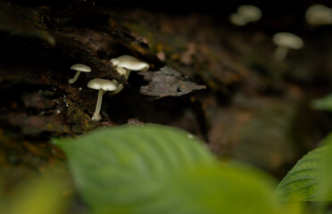 Small white wild mushrooms grow on decaying wood.
