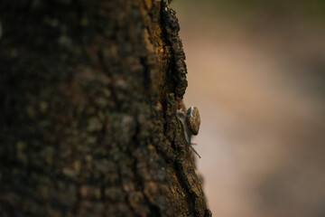 A small snail is slowly crawling up the tree.