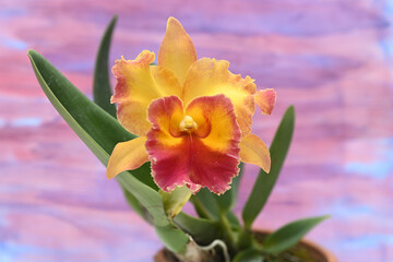Close-up of a Cattleya orchid flower on a colorful background.