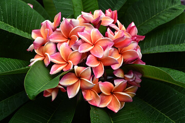 Beautiful pink frangipani flowers with green leaf background