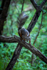 squirrel on a tree
