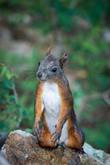 squirrel in the forest