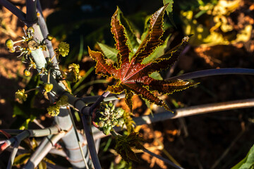 Castor beans plant on field in Brazi ricinus communis seeds and flowers with selective focus
