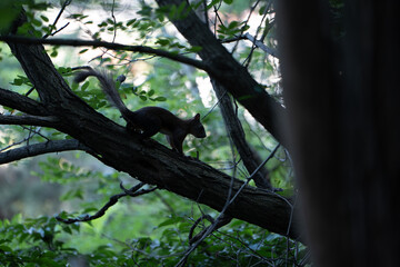 squirrel in the forest