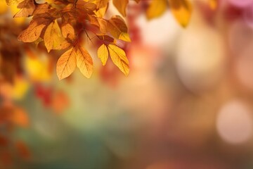 Fototapeta premium Autumn leaves in warm sunlight
