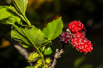 Close up of black mulberry berries (Morus nigra) ripen on a tree branch in Brazil. Selective focus