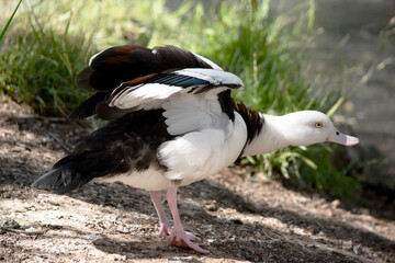 this is a side view of a radjah shelduck flapping its wings