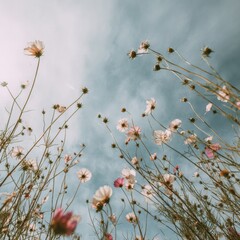 artistic view of pink meadow flowers from below with cloudy sky background concept of floral decoration natural lifestyle and environmental awareness marketing