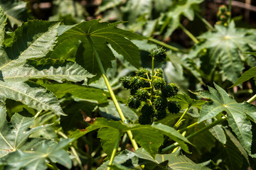 Castor beans plant on field in Brazi ricinus communis seeds and flowers with selective focus