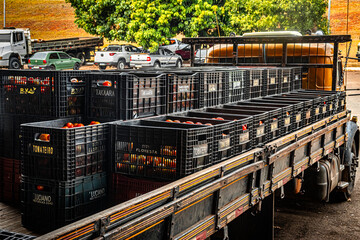 Marilia, Sao Paulo, Brazil, October 03, 2024. Truck loaded with plastic boxes full of tomatoes, to be unloaded at the sales box at the CEAGESP supply center