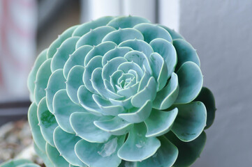 Echeveria  runyonii rose or guatemala echeveria or guatemala or Echeveria or Echeveria shaviana or ...