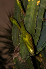 A white and yellow flower of mandacaru cactus, Cereus jamacaru, blowing at night in Brazil