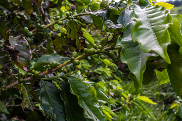 Selective focus of the green coffee beans on coffee tree, in Brazil